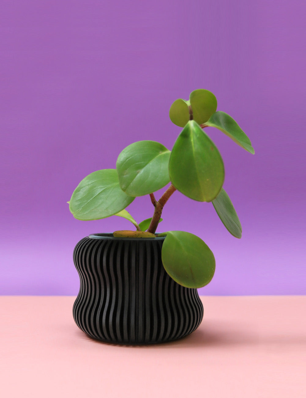 Cache-pot "ENOKI"
